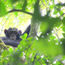 New package features chimp interaction in Tanzania