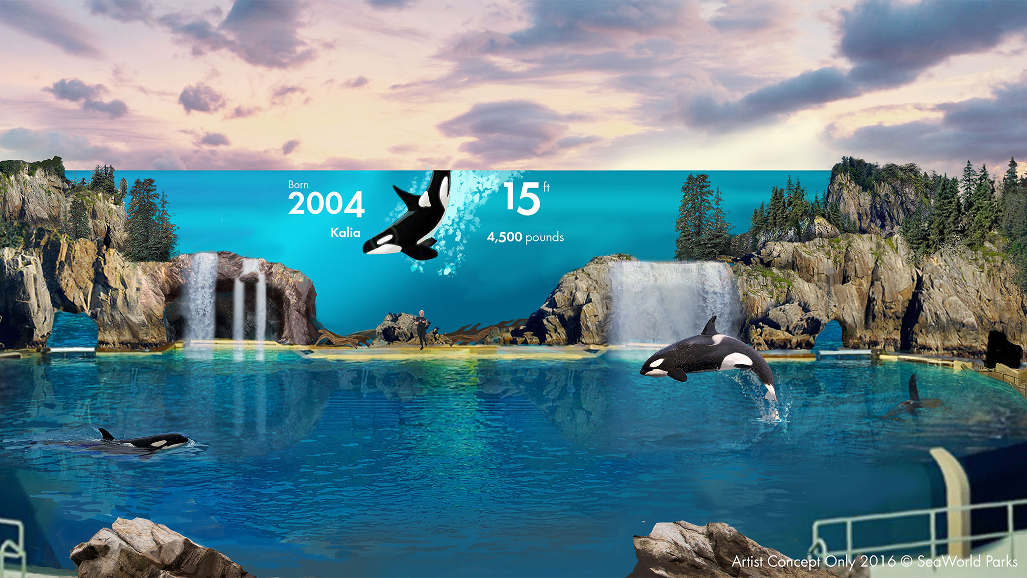 SeaWorld describes upcoming orca exhibit as 'live documentary'