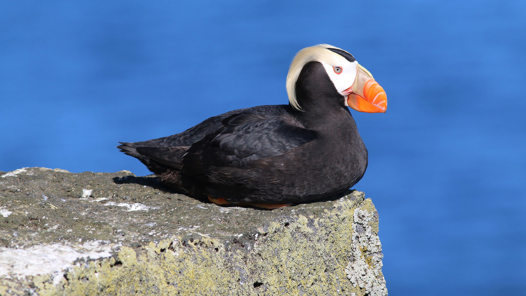 A tufted puffin on St. Paul Island, Alaska.