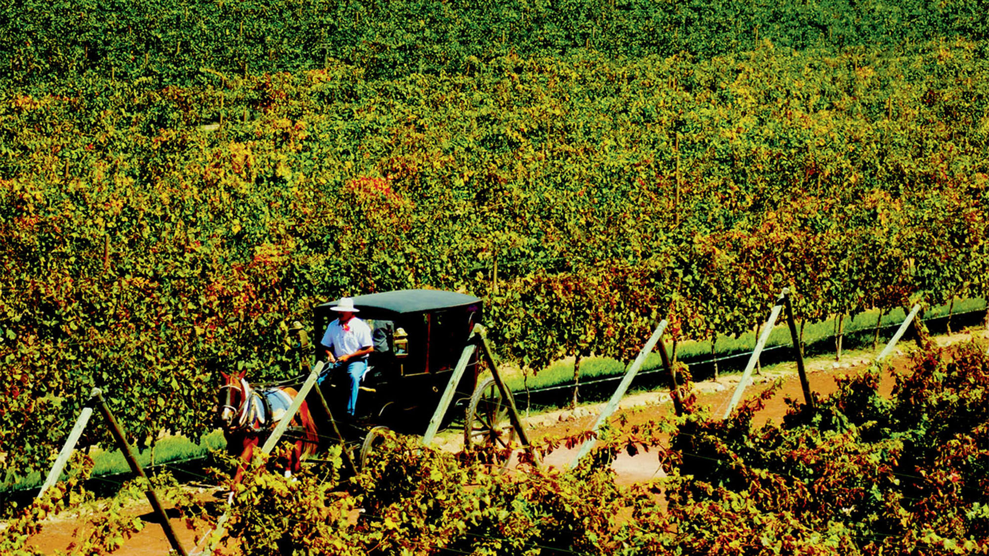 A farmer works a winery in Guanajuato, where three are within walking distance of one another.