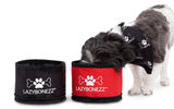 What's New, What's Hot is Travel Weekly's look at useful and fun travel gadgets, edited by Joe Rosen. First up, the LazyBonezz Portable Feeder. This foldable pet feeder bowl allows you to travel light when you are accompanied on a trip by your pet dog or cat. The bowl, which holds approximately 30 ounces (about four cups) of food or water when open, zips into a compact shape for easy and secure transport. Moreover, the product comes with a lobster claw clasp so that you can clip it to your bag or luggage, making it convenient when Fido needs it.