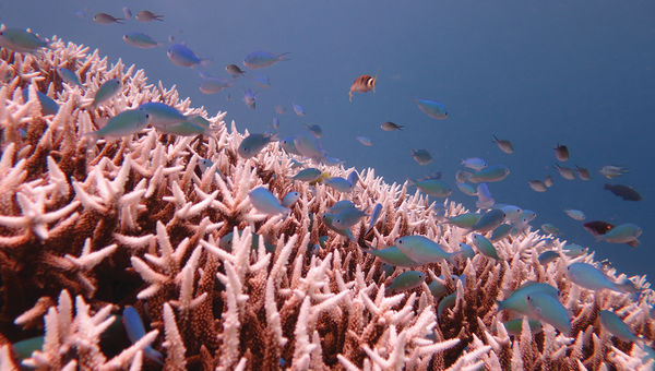 Staghorn coral shows signs of bleaching at the Agincourt Reef area of the Great Barrier Reef. Staghorn coral shows signs of bleaching at the Agincourt Reef area of the Great Barrier Reef.