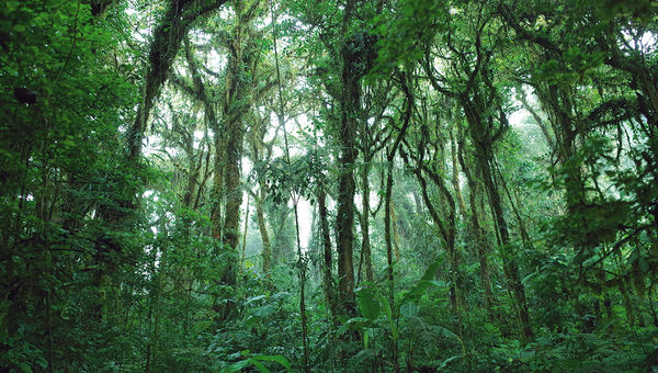 The Monteverde Cloud Forest in Costa Rica has seen unusual swings in precipitation, and experts worry the cloud covering might eventually evaporate. The Monteverde Cloud Forest in Costa Rica has seen unusual swings in precipitation, and experts worry the cloud covering might eventually evaporate.