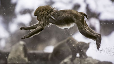 A Japanese macaque, or snow monkey, jumps into a hot spring at Jigokudani Monkey Park.