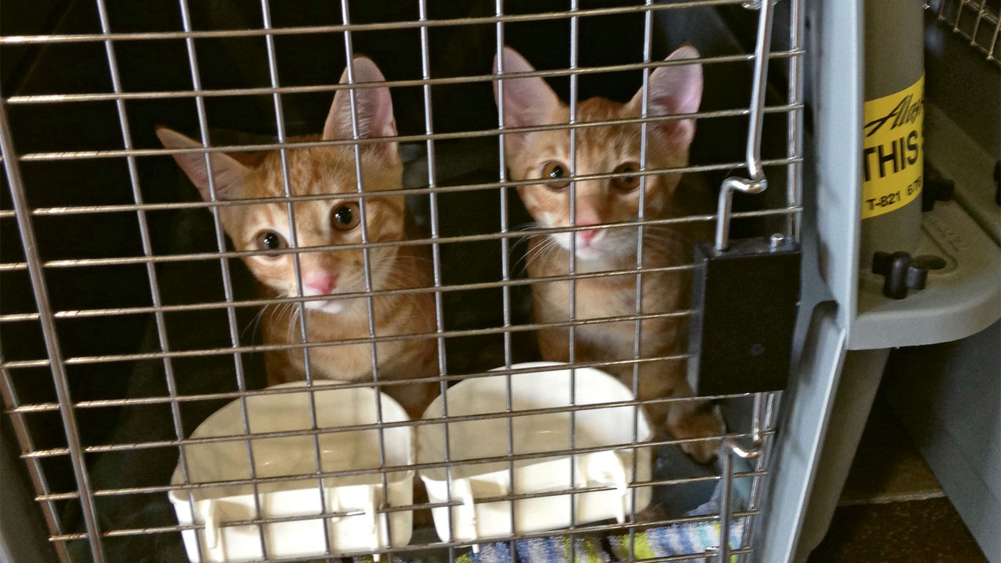 Under the Kauai Community Cat Project’s Wings for Whiskers program, volunteers take the island’s homeless kittens to shelters on the mainland for adoption.