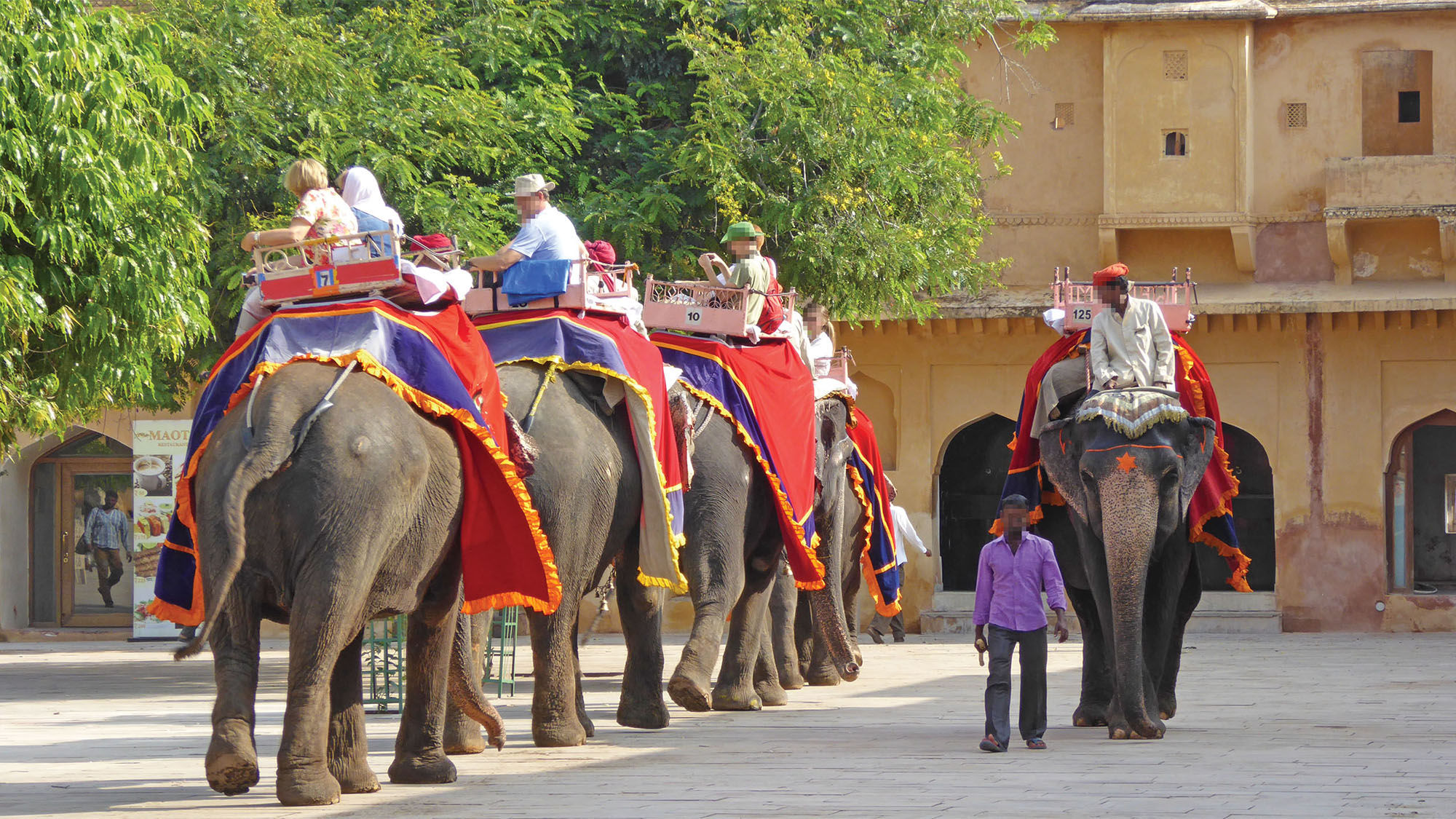 In response to animal rights groups, many tour operators have agreed to stop offering elephant rides.
