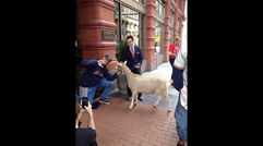 Kimpton Hotels got in on the World Series excitement that has taken hold in Chicago and Cleveland this week. The hotel company’s Chicago properties delivered a goat to general manager Adam Gurgiolo of Kimpton’s Schofield Hotel in Cleveland. The four-legged gift came with the following message: “Your Kimpton sister hotels in Chicago wanted to let you know ‘They Ain’t Afraid of No Goats!’ But YOU should be. They're so confident that their Cubbies will bring home the big W for Chicago that if they don't, all Kimpton Chicago hotels will offer Ohio residents rates of $99 the month of December (blackout dates and restrictions apply). And if the reverse happens, Schofield Hotel will offer Illinois residents the same deal. Do you accept our challenge?" (For the uninitiated, the goat holds a significant place in Cubs’ lore. In 1945, tavern owner Billy Sianis of the city’s Billy Goat Inn was said to put a curse on the ballclub after team officials refused admission to him and his pet goat to a World Series game at Wrigley Field. It marked the last time the Cubs had made it to the Series until they broke “The Curse of the Billy Goat” this year.)
