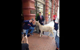 Kimpton Hotels got in on the World Series excitement that has taken hold in Chicago and Cleveland this week. The hotel company’s Chicago properties delivered a goat to general manager Adam Gurgiolo of Kimpton’s Schofield Hotel in Cleveland. The four-legged gift came with the following message: “Your Kimpton sister hotels in Chicago wanted to let you know ‘They Ain’t Afraid of No Goats!’ But YOU should be. They're so confident that their Cubbies will bring home the big W for Chicago that if they don't, all Kimpton Chicago hotels will offer Ohio residents rates of $99 the month of December (blackout dates and restrictions apply). And if the reverse happens, Schofield Hotel will offer Illinois residents the same deal. Do you accept our challenge?" (For the uninitiated, the goat holds a significant place in Cubs’ lore. In 1945, tavern owner Billy Sianis of the city’s Billy Goat Inn was said to put a curse on the ballclub after team officials refused admission to him and his pet goat to a World Series game at Wrigley Field. It marked the last time the Cubs had made it to the Series until they broke “The Curse of the Billy Goat” this year.)