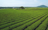 Green tea plantations on Jeju island.