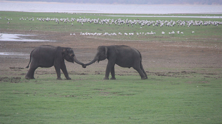 Shake trunks and come out fighting. During a visit to Minneriya National Park in central Sri Lanka, two young elephants engage in a ritual that leads to a shoving match.