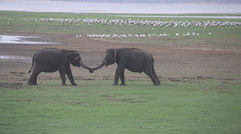 Shake trunks and come out fighting. During a visit to Minneriya National Park in central Sri Lanka, two young elephants engage in a ritual that leads to a shoving match.
