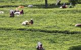 Tea pickers at work on the hills of Dambateene.