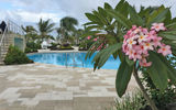 Harvest Caye in Belize has a wide variety of trees, including flowering Frangipani by the pool.