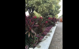 A wide range of tropical shrubs, trees and other flora have been planted to landscape the 55 acre Harvest Caye.