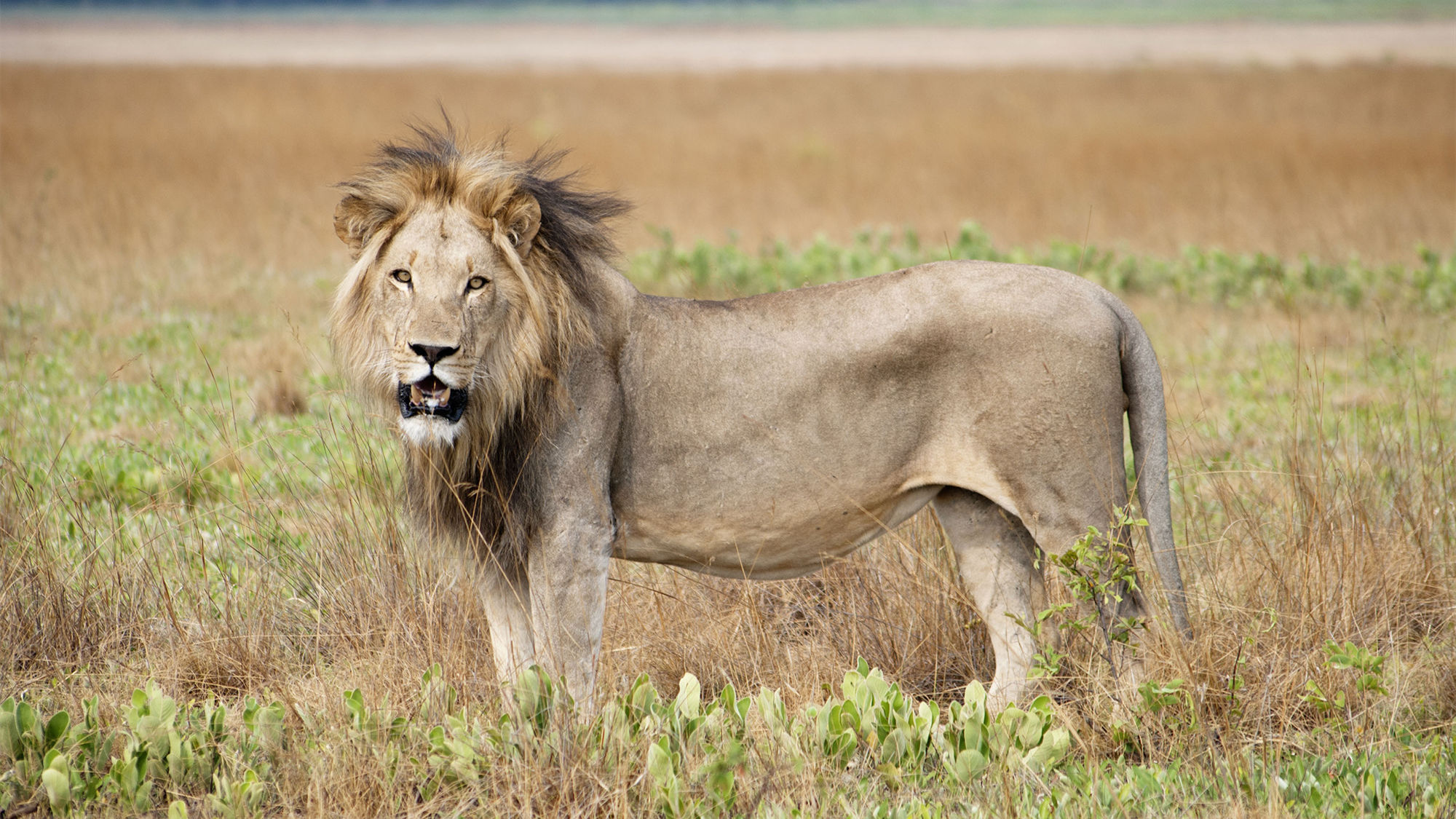 A male lion in Zambia's Liuwa Plain National Park.
