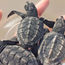 Protecting Mazatlan's sea turtles