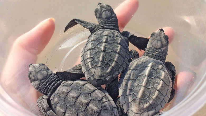 These baby sea turtles were about to be released into the ocean from the Verde-Camacho sanctuary in Mazatlan.