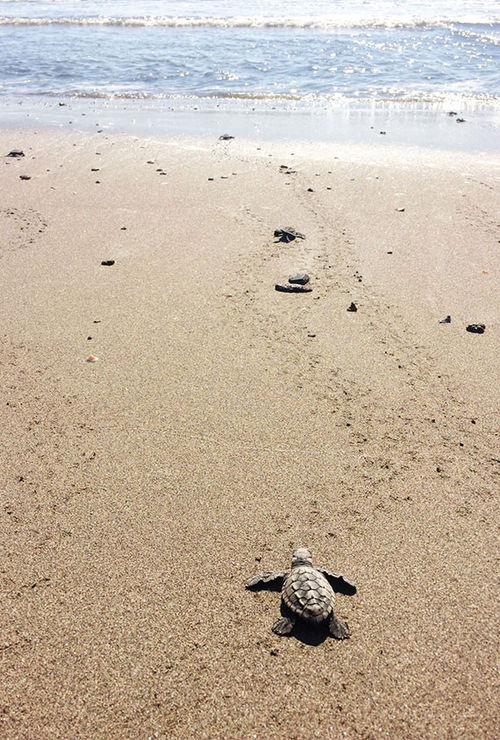 When released on the beach, the baby sea turtles head instinctively toward the ocean.