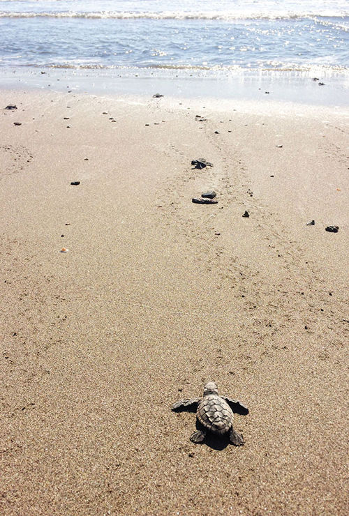 When released on the beach, the baby sea turtles head instinctively toward the ocean. When released on the beach, the baby sea turtles head instinctively toward the ocean.