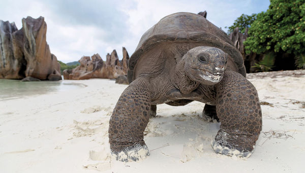 One of the giant tortoises that are found on Seychelles’ Curieuse Island. One of the giant tortoises that are found on Seychelles’ Curieuse Island.