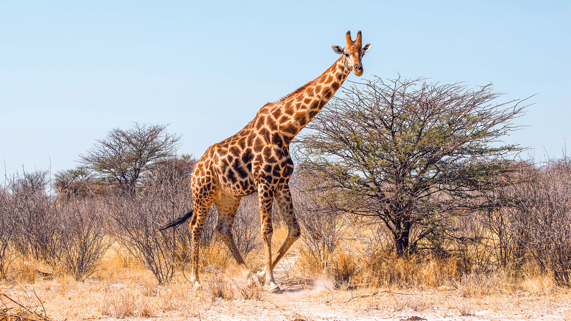 A giraffe in Namibia's Etosha National Park.