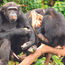 Uganda a prime destination for primate-lovers