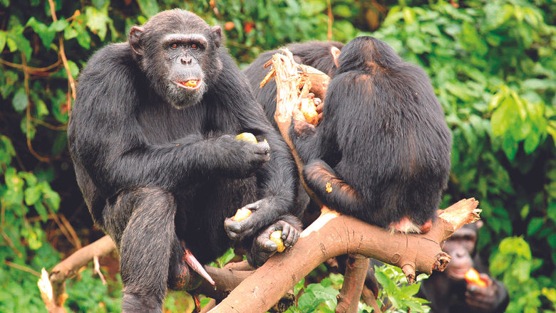 Habituation projects enable guests to spend the entire day with Uganda's chimpanzees.