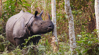 International Expeditions offers India cruise-tour