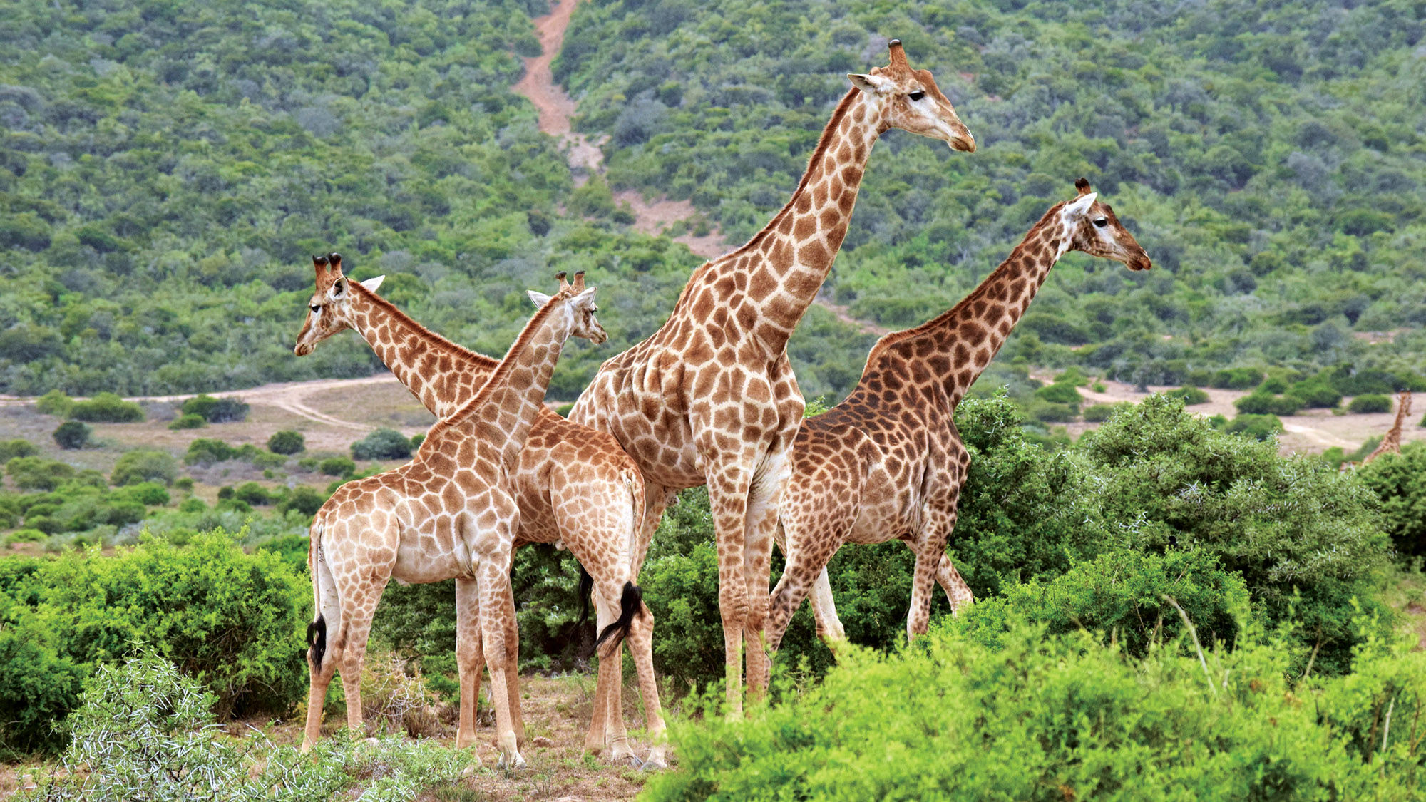 Safari in harmony at Shamwari Game Reserve