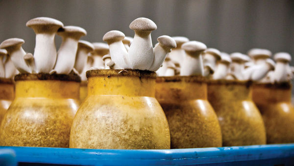Hamakua Mushrooms established a tour after people kept popping in to check out the farm. Hamakua Mushrooms established a tour after people kept popping in to check out the farm.
