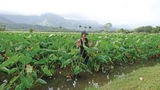 Local ingredients raise Kauai's food game
