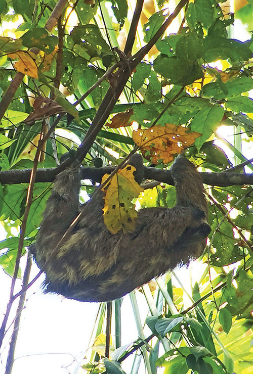 A sloth is spotted at Manuel Antonio National Park. A sloth is spotted at Manuel Antonio National Park.