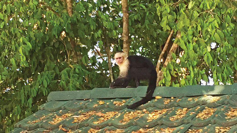 A white-faced monkey in Costa Rica's Manuel Antonio National Park.