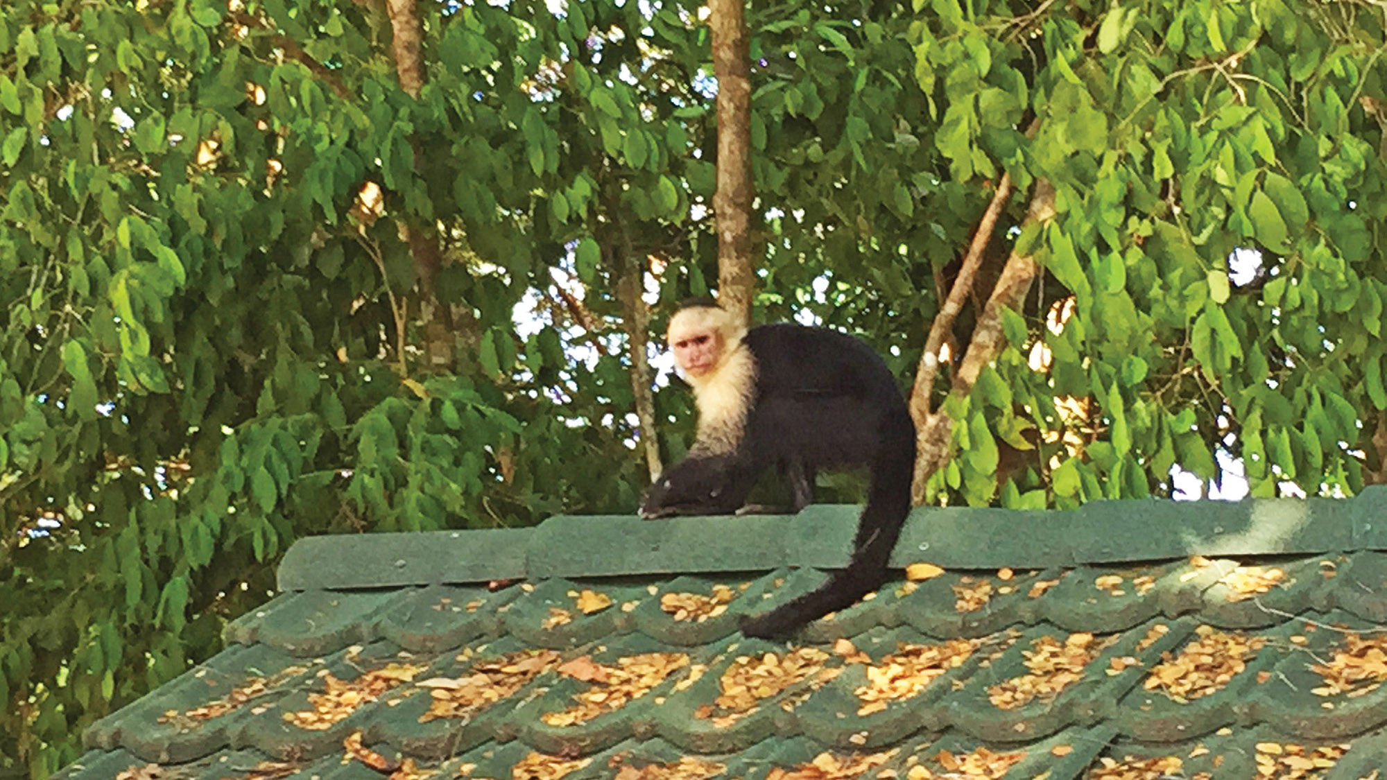 The white-faced monkey is the most easily spotted of the three monkey species at Manuel Antonio National Park.