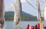 A day's catch at Ban Ao Yai.