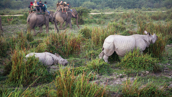 Kaziranga National Park is the world’s largest habitat for the endangered one-horned rhino. Kaziranga National Park is the world’s largest habitat for the endangered one-horned rhino.