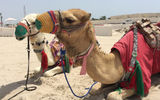 Camel rides on offer in the Qatar desert.