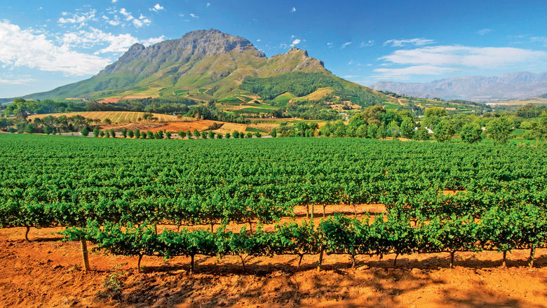 Vineyards in South Africa's Stellenbosch district with the Simonsberg mountain in the background.