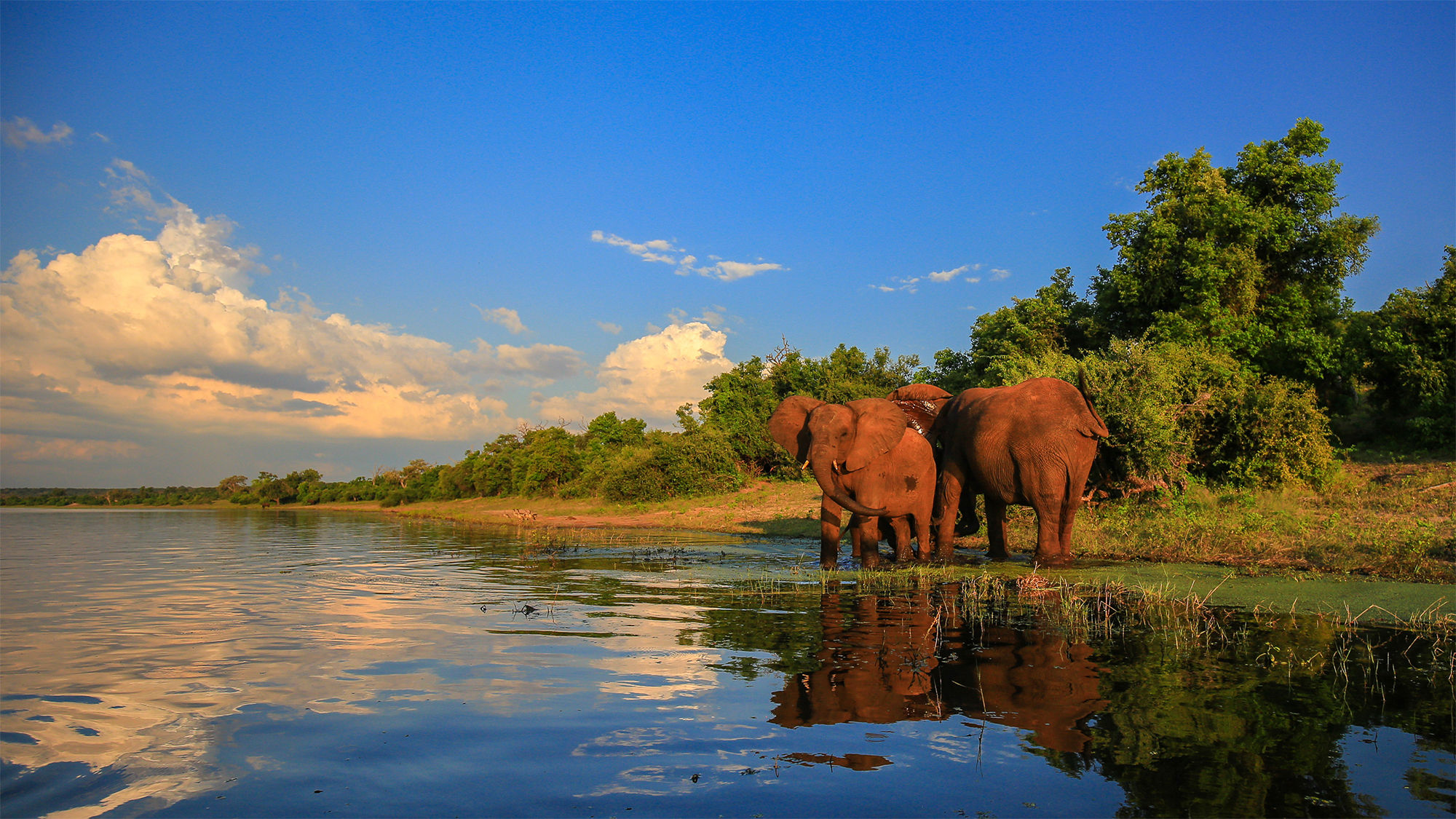 Elephants in Kruger National Park