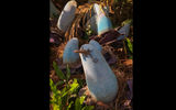 An earthling lizard is at home on a Na'vi plant.