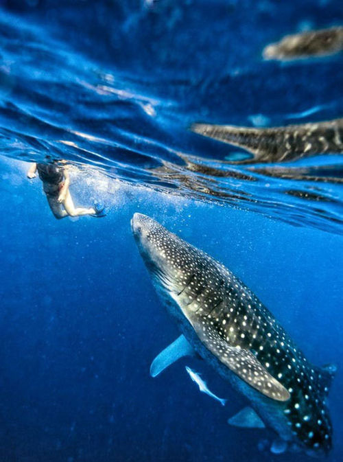 CasaSandra lets guests swim with whale sharks