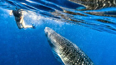 CasaSandra lets guests swim with whale sharks