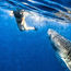 CasaSandra lets guests swim with whale sharks