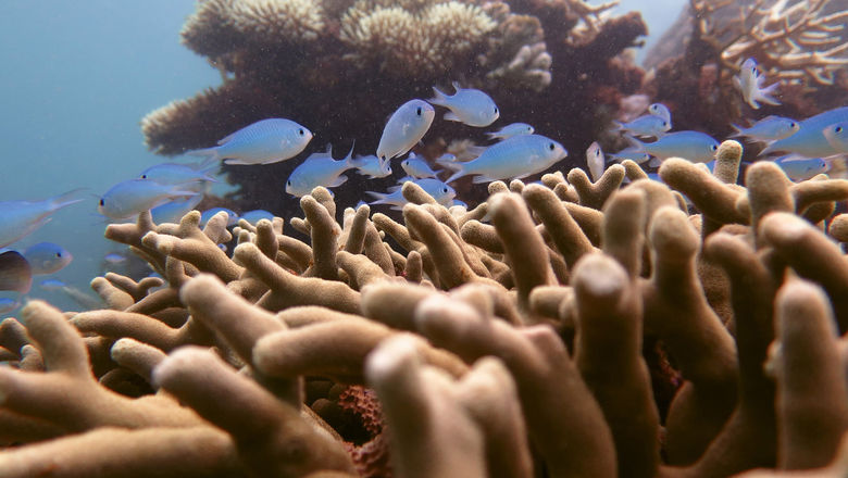 Iridescent parrotfish and coral formations in the Great Barrier Reef. Blue Dive Port Douglas offers Professional Association of Diving Instructors courses as well as guides to explore the reef.