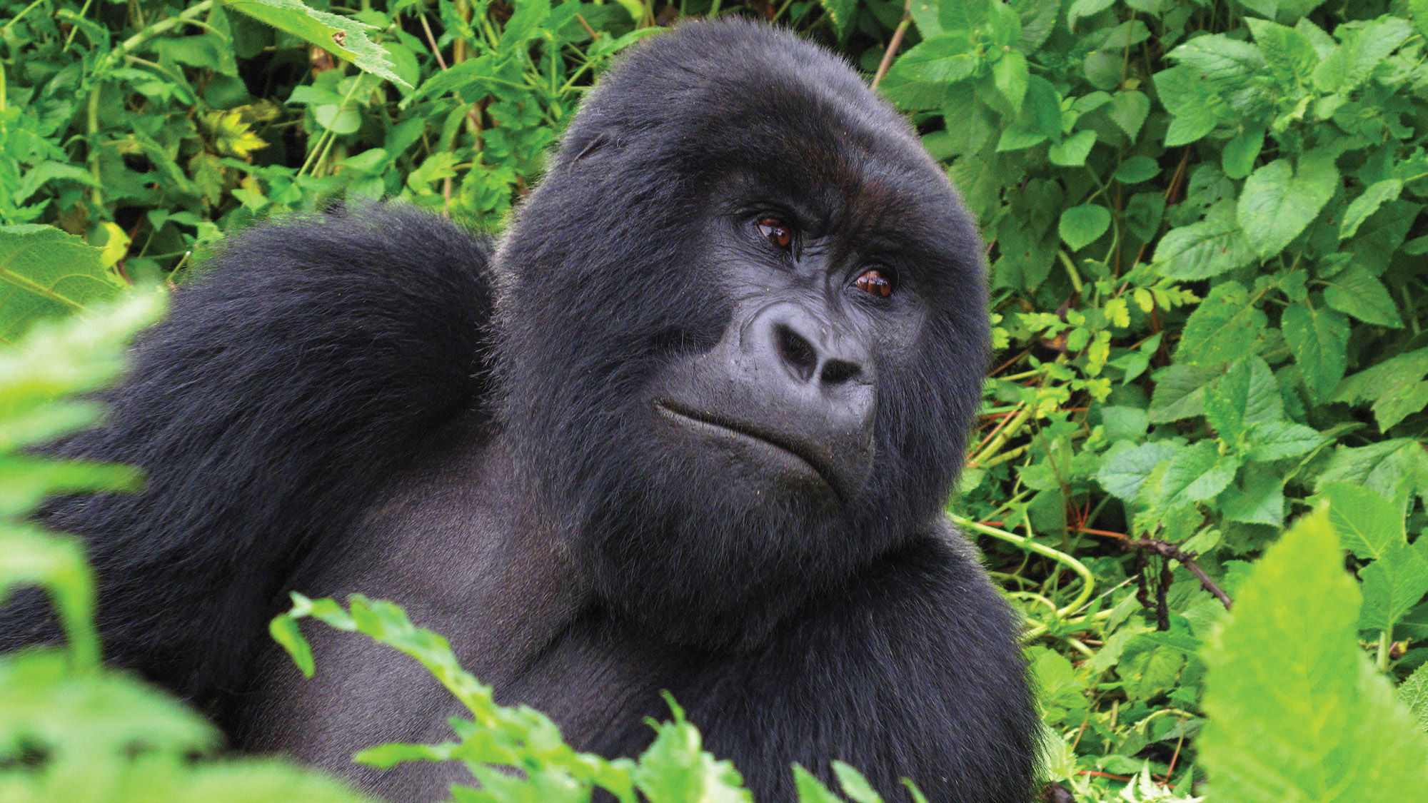 Intrepid Travel offers half-price gorilla permits