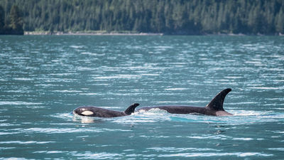 Cruise sets sail in search of orcas
