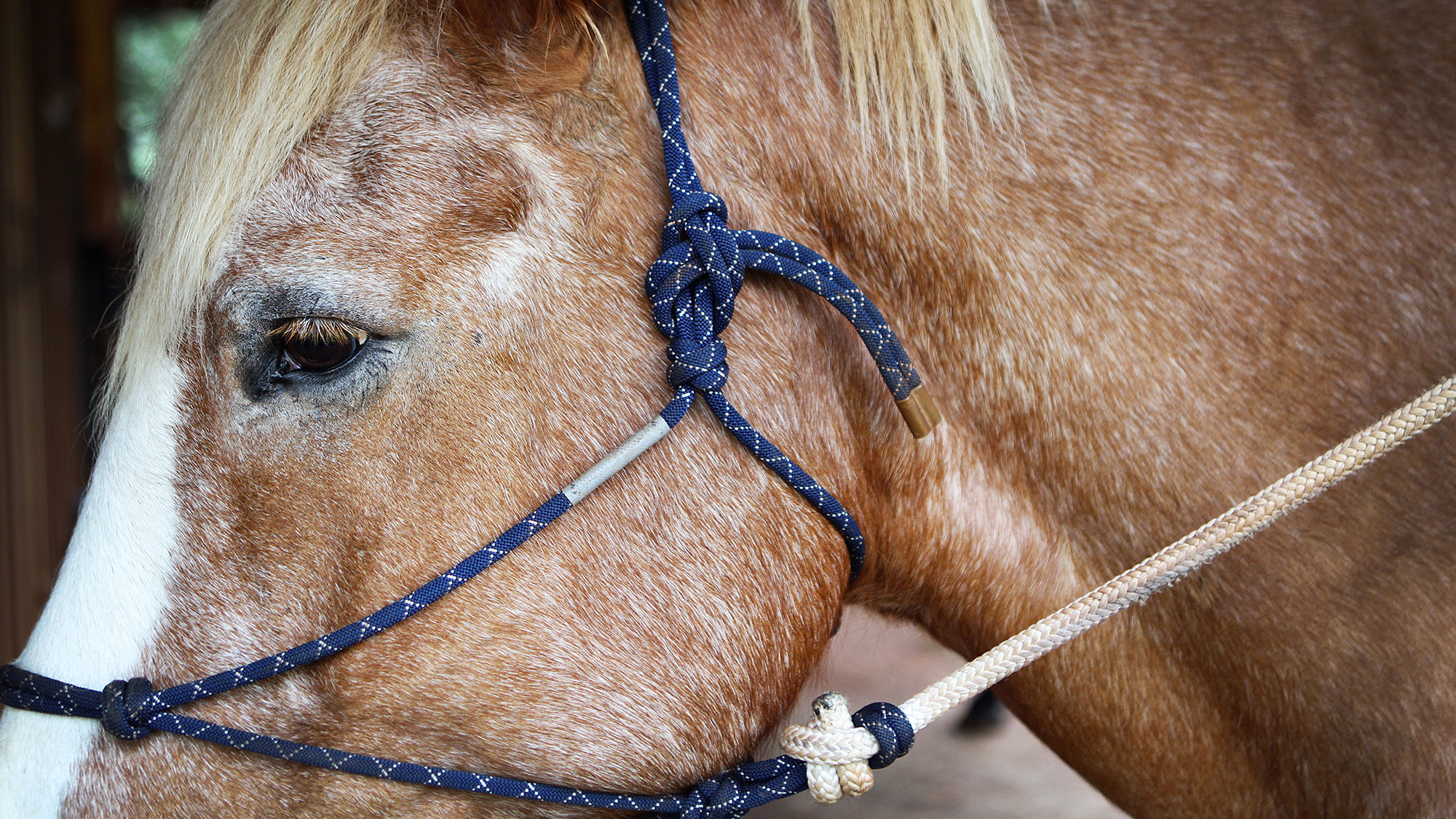 Piiholo Ranch in Maui's upcountry offers a variety of horseback rides for both beginners and more experiences riders.