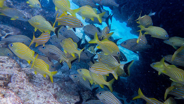Yellow-and-white-striped French grunts. Yellow-and-white-striped French grunts.