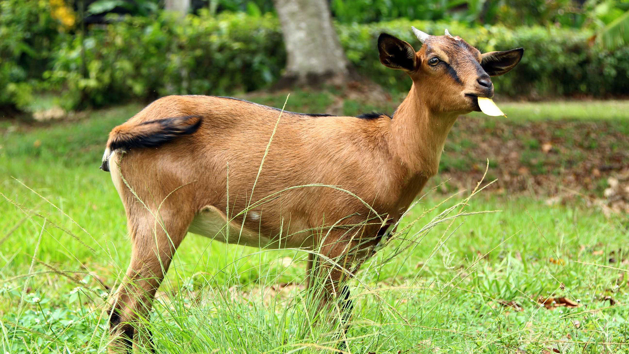 Betty the goat is a hardworking, and very popular, member of the staff at Sunset at the Palms in Negril, Jamaica.