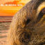 Carnival promotes summer cruising with clairvoyant sloth